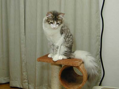 �Υ륦��������� �ե��쥹�� ����å�