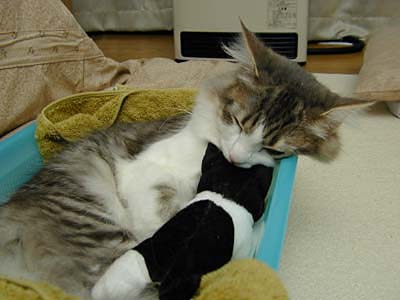 �Υ륦��������� �ե��쥹�� ����å�