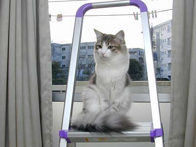 �Υ륦��������� �ե��쥹�� ����å�