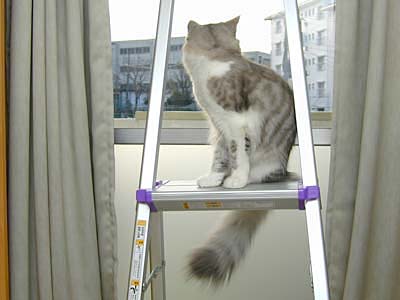 �Υ륦��������� �ե��쥹�� ����å�
