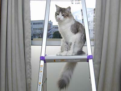 �Υ륦��������� �ե��쥹�� ����å�