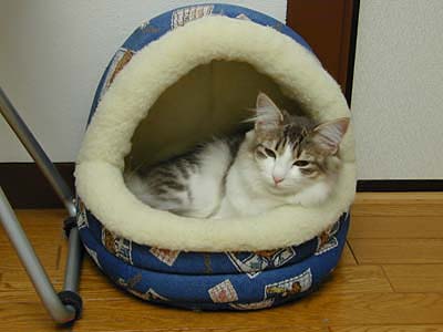 �Υ륦��������� �ե��쥹�� ����å�