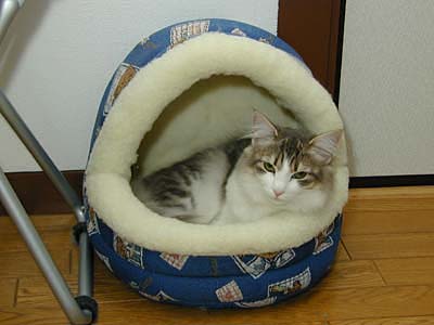 �Υ륦��������� �ե��쥹�� ����å�