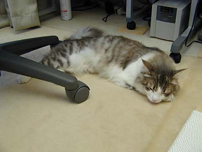 �Υ륦��������� �ե��쥹�� ����å�