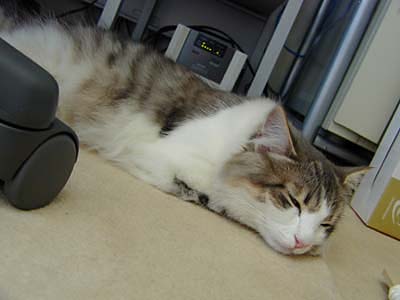 �Υ륦��������� �ե��쥹�� ����å�