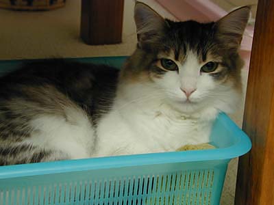 �Υ륦��������� �ե��쥹�� ����å�