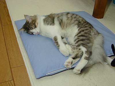 �Υ륦��������� �ե��쥹�� ����å�