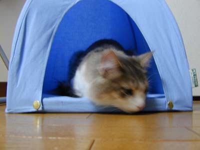 �Υ륦��������� �ե��쥹�� ����å�