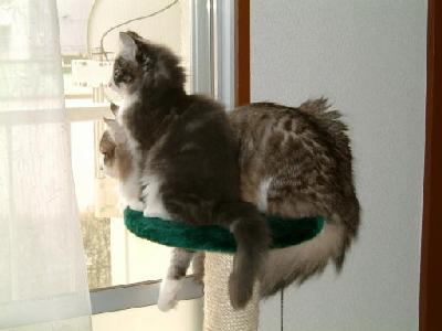 �Υ륦��������� �ե��쥹�� ����å�