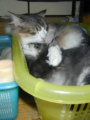�Υ륦��������� �ե��쥹�� ����å�