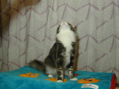 �Υ륦��������� �ե��쥹�� ����å�