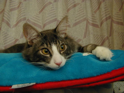 �Υ륦��������� �ե��쥹�� ����å�